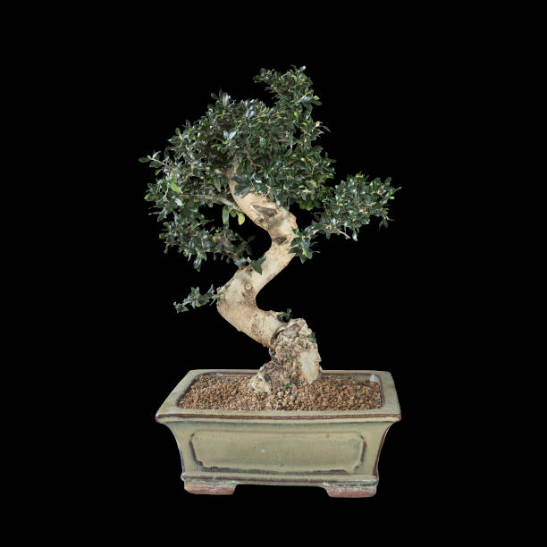 istock beautiful old olive bonsai isolated over dark background 1350602583