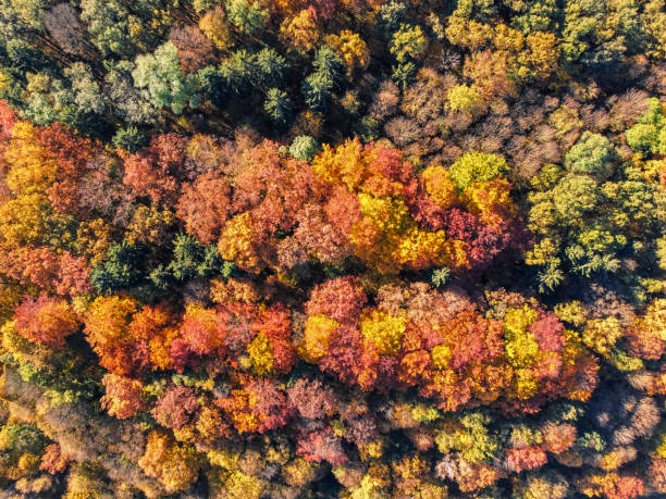 istock aerial view of an autumn forest 1350602711