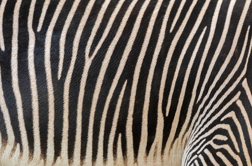Close shot of a zebra (Hippotigris)  skin.
