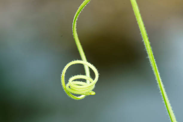 hang botanic spiral chain of green curly twig ivy plant with space background
