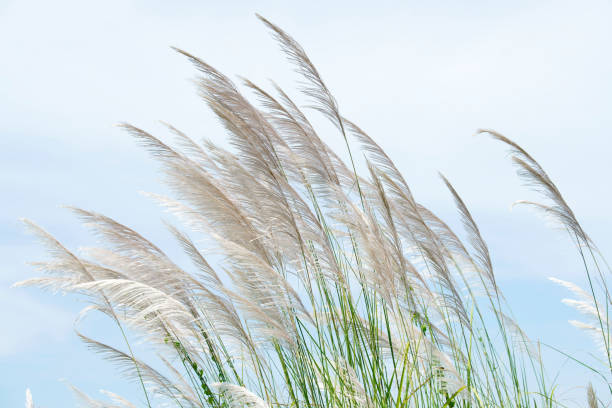 610+ Reed Swaying In The Wind Stock Photos, Pictures & Royalty-Free Images - iStock