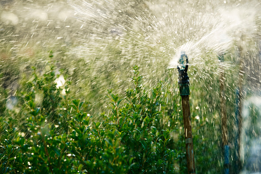 irrigation water sprinkler splashing sprayer water over plant in a lawn garden