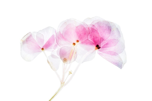 Pressed and dried dry flowers hydrangea Isolated on white background from sweden