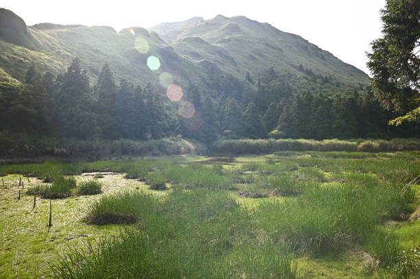 Quiet afternoon in Menghuan Pond Ecological Protected Area. The pool grows Isoetes taiwanensis.