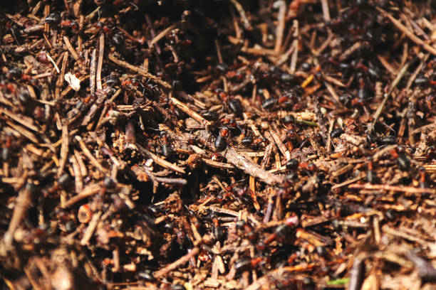istock Many large brown ants in an anthill close-up 1350605457