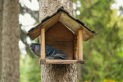 the pigeon is in an open bird house with a feeder. Bird protection and care