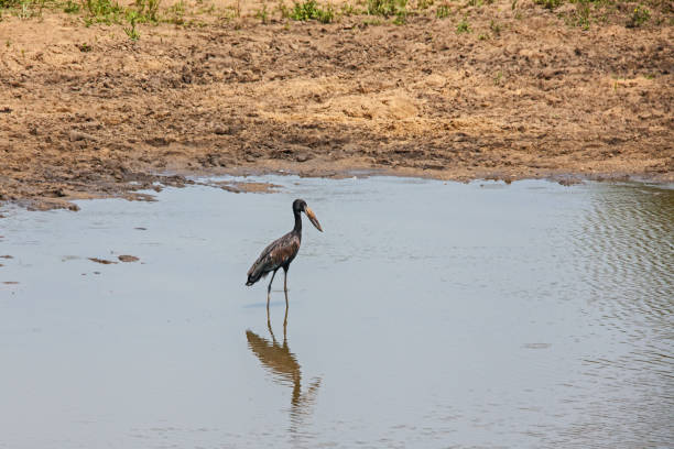 African Open-billed Stork (Anastomus lamelligerus) 13685 The African Open-billed Stork (Anastomus lamelligerus) is a bird of shallow wetlands and can be found wherever its molluscan prey is available african openbill anastomus lamelligerus stock pictures, royalty-free photos & images