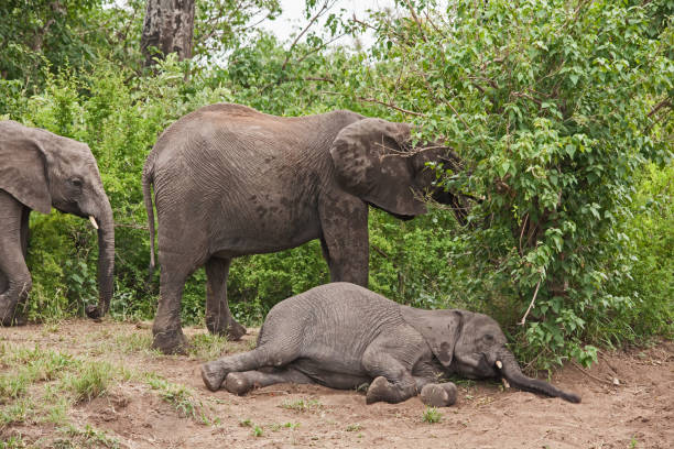 istock African Elephant Loxodonta africana resting 13718 1350606520
