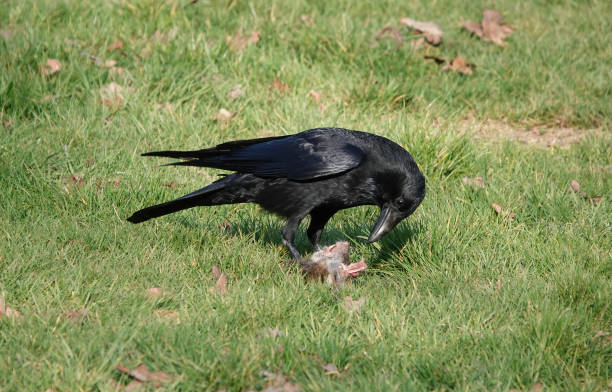 A crow on the ground eating the remains of a dead rat. A crow on the ground eating the remains of a dead rat. crow eating carrion stock pictures, royalty-free photos & images
