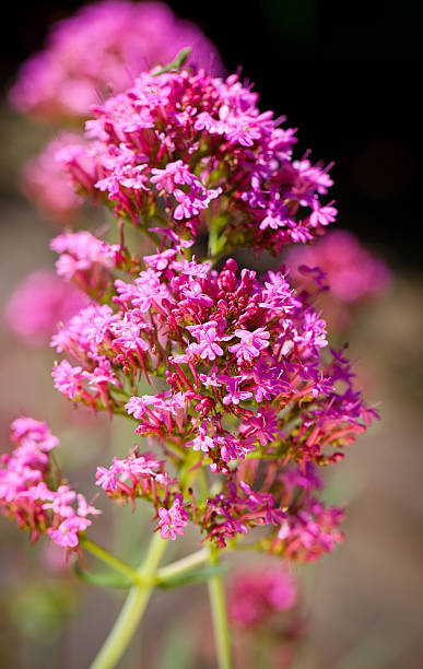 istock beautiful and colorful flower 135060755