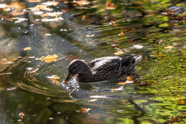 Female mallard on a pond with autumn leaves stock photo