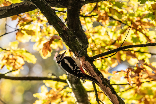 Great Spotted Woodpecker (Dendrocopos major) female bird feeding a chick in its nest hole in a tree during springtime in a forest.