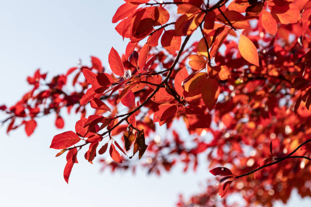 Black tupelo tree in autumn stock photo