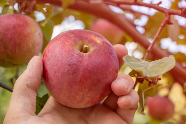 istock Hand picking an apple in the garden 1350611064