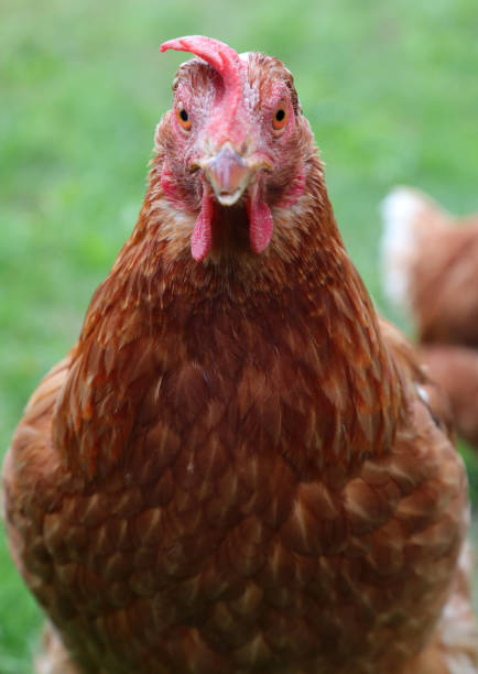 istock hen in the farm  looking at camera 1350611126
