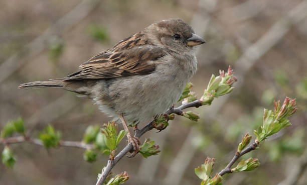 istock A close-up selective focus shot of a female house sparrow perching on a budding twig. 1350611219