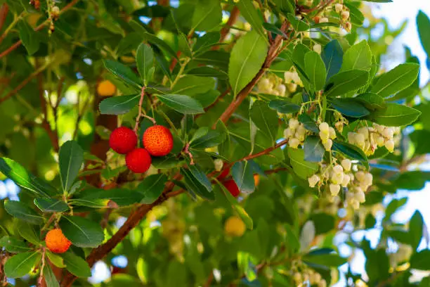 Fruits and flowers of Arbutus Unedo in autumn. Also called arbutus or strawberry tree, this tree produces small, edible red berries resembling strawberries