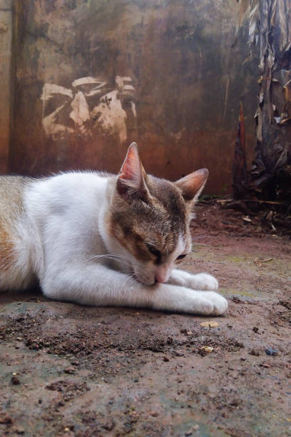 istock The white cat licking its paw on the ground 1350612703