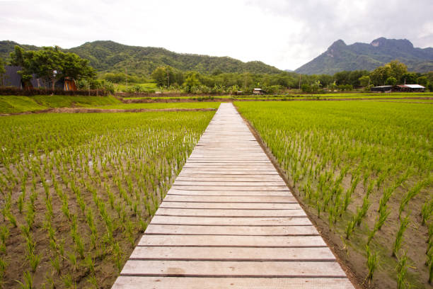 istock Wooden pathway in the rice fields 1350613973