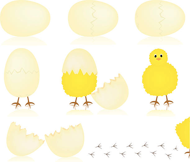 Hatching Chick Stock Illustration - Download Image Now - Chicken - Bird, Hatchling, Footprint - iStock Hatching Chick Stock Illustration - Download Image Now - Chicken - Bird, Hatchling, Footprint - iStock