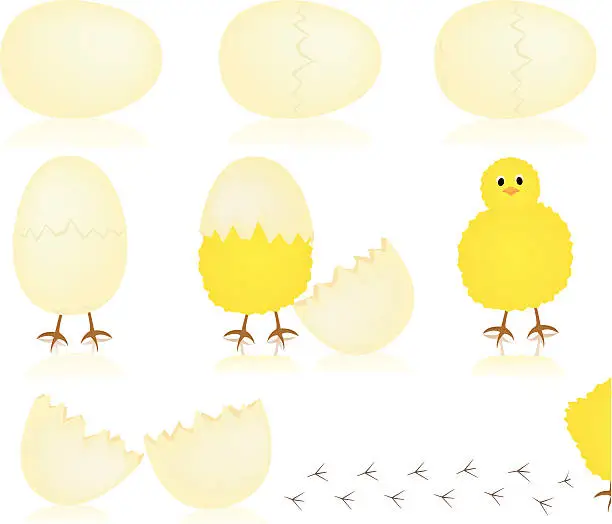 Vector illustration of Hatching Chick