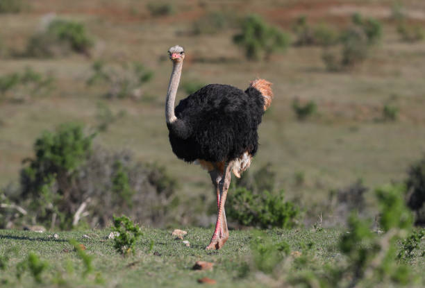 A male ostrich on a open field stock photo