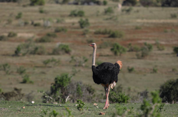 istock A male ostrich on a open field 1350615538