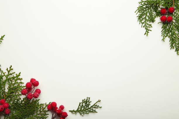 istock White background with thuja branches and viburnum isolated on white. Place for text. Flat lay, top view. 1350618569