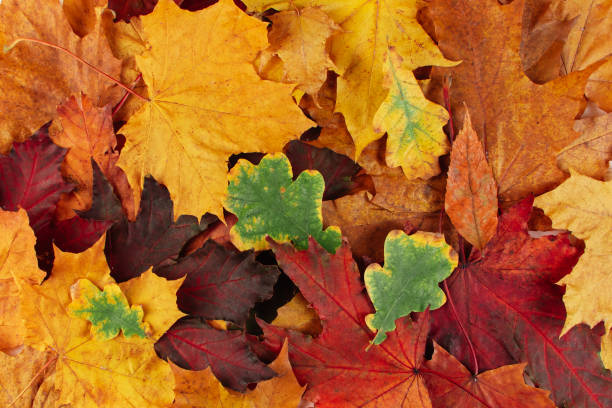 istock Beautiful background of multicolored fallen autumn leaves. 1350619370