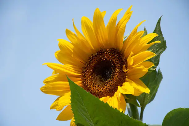 Yellow head and green leaves of a sunflower (Helianthus annuus) against a blue sky.