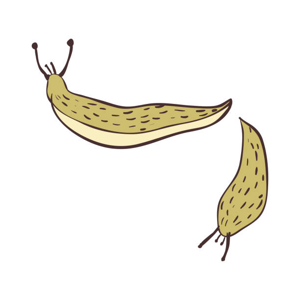 illustrazioni stock, clip art, cartoni animati e icone di tendenza di 1402.i010.001.p.m003.c20.attrezzi da giardino - vector animal snail slug