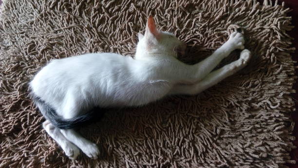 istock Beautiful white kitten sleeping mode in a white carpet 1350620386