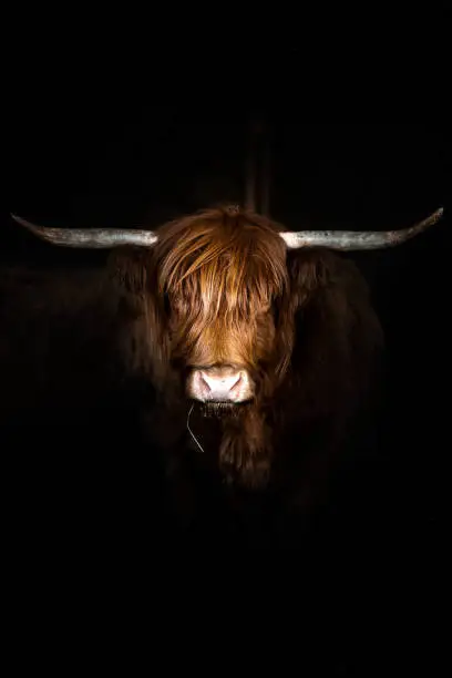 Portrait of an highland cow in the french Alps, beautiful face and horns,