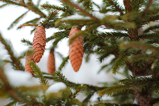 Pine Cone And Branches. Coniferous tree background outdoors, bokeh. New Year, Christmas, forest