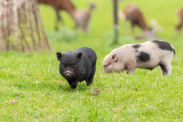 young belly pigs in the zoo - hangbuikzwijn stockfoto's en -beelden