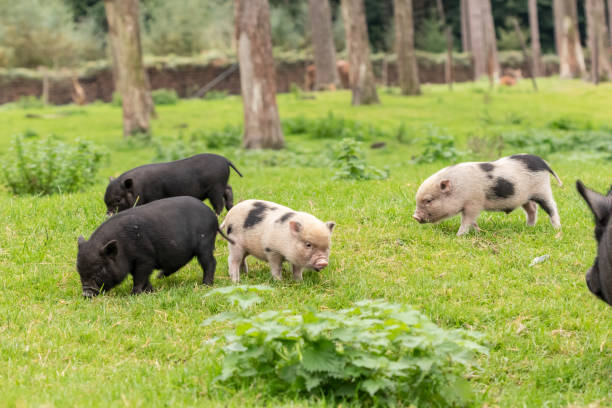 istock Young belly pigs in the zoo 1350621638