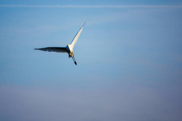 istock great white egret flies in the blue sky 1350624219