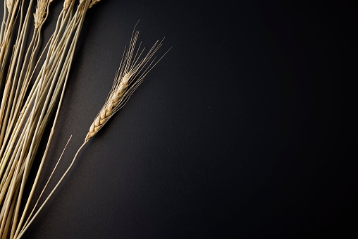 Dry wheat stems flat lay on black dark abstract background.