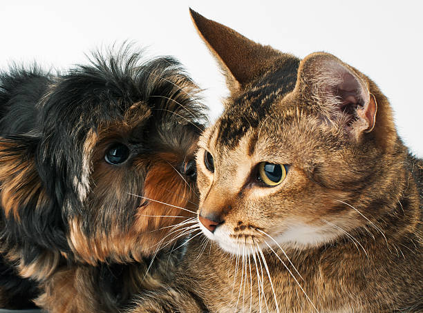 istock Puppy and cat in studio 135062558