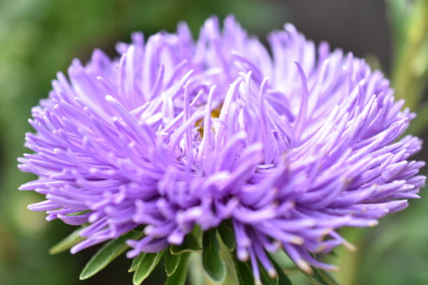 istock Chinese aster multicolored flowers macro photo 1350625616