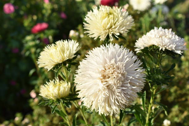 istock Chinese aster multicolored flowers macro photo 1350626225