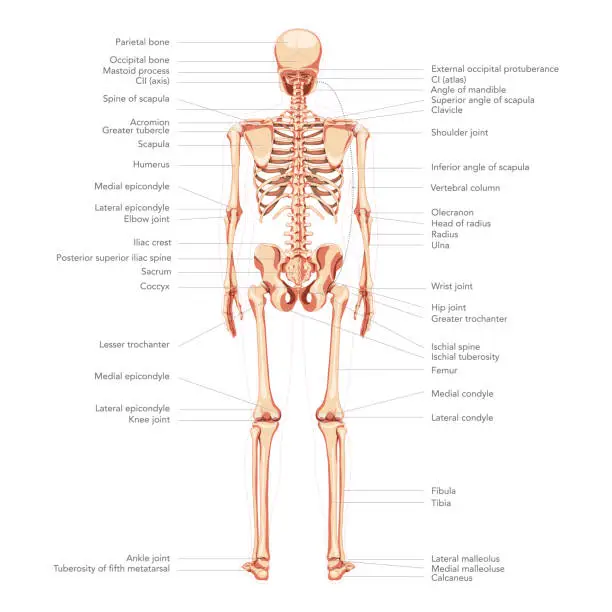 Vector illustration of Skeleton Human diagram back posterior view with all parts labeled.
