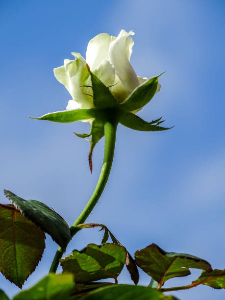 white rose in garden