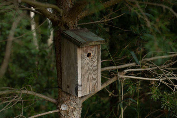 istock wooden birdhouse hanging on a tree in a forest 1350628897