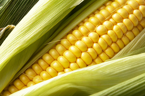Vegetables: Corn Close Up
