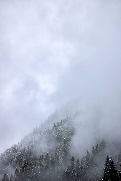 istock fog and mist in a large forest with pine trees 1350631167
