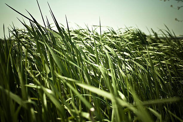 Green grass background, toned in green.