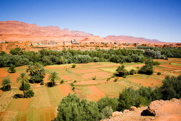 Timimun, Algeria - 04 Nov 2011: The date palm tree in Timimun abandoned city in Sahara desert, Algeria