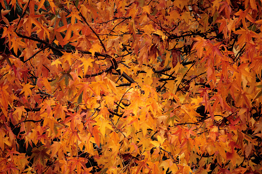 Liquidambar in autumn. Colorful autumn leaves