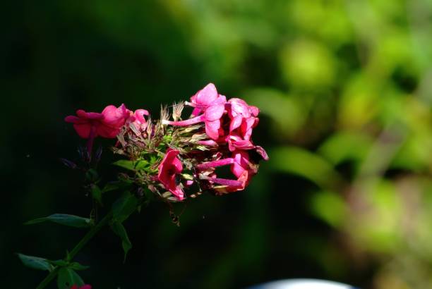 istock phlox on a flowerbed in the garden 1350632524